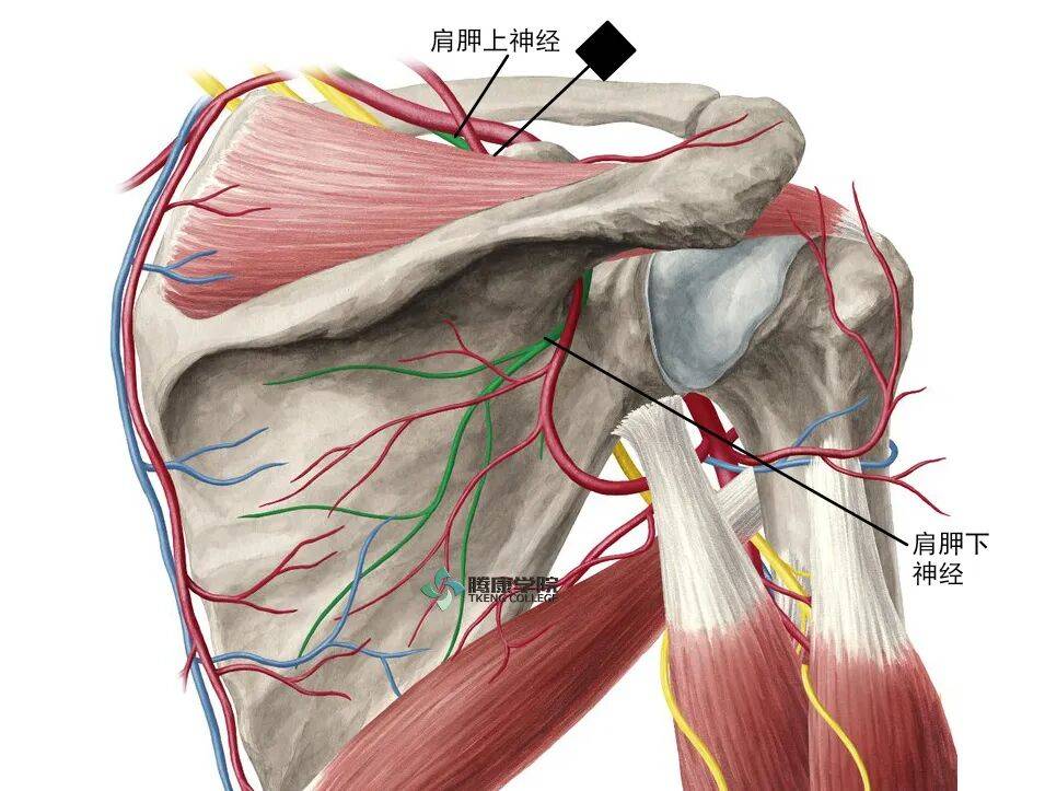 针刀操作技巧 初学者必看